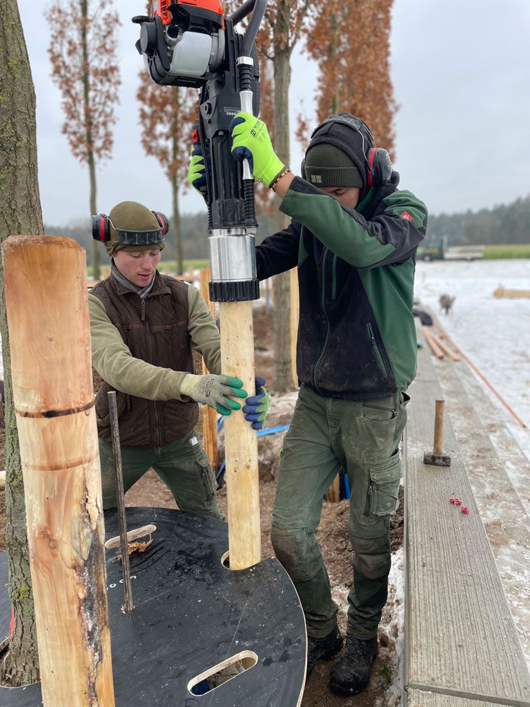 Säuleneichen gepflanzt 02